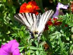 Метелик Махаон на квітках в нашій Баштанці